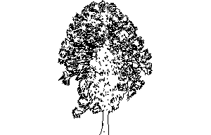 árvore em elevação