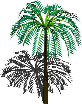 palmeira tropical