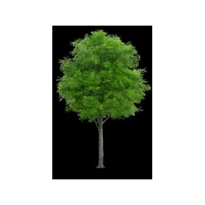 arbol de Alzado Verde Frondoso