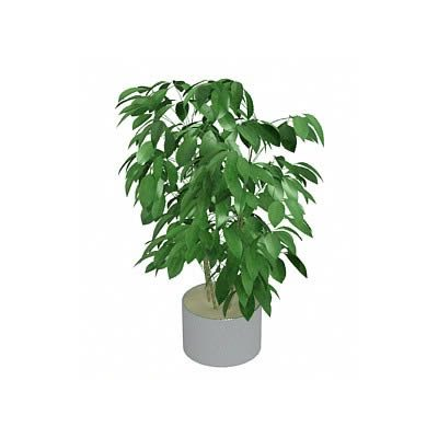 Planta de interior