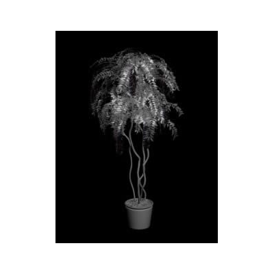Planta decorativa