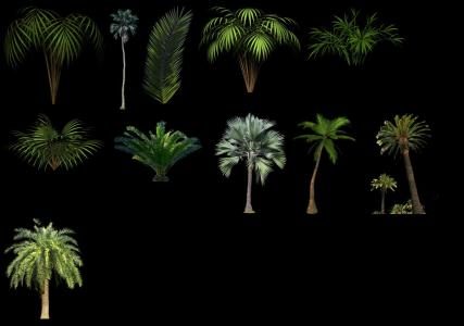 coleção de palmeiras 2