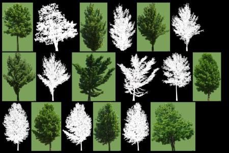 Tree collection of 2 - opacity