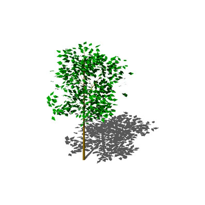 Arbol