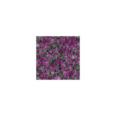 Textura Floral Vibrante