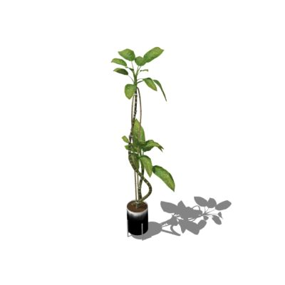 Plantas decorativas de interior texturizadas