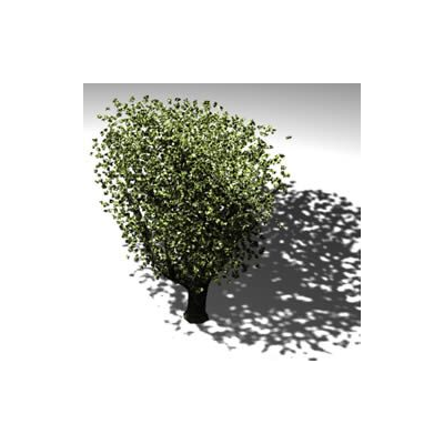 Arbol de mediano  porte d