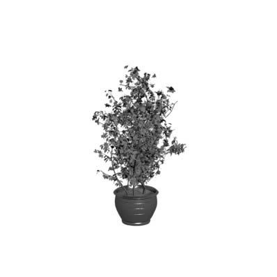 Arbol