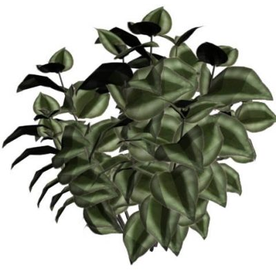 bush plant