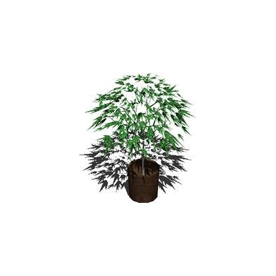 Plantas de interior  3d