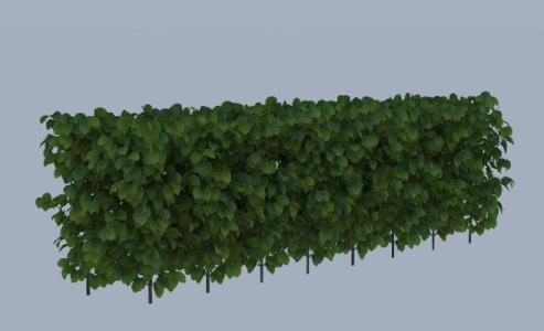 buisson 3d