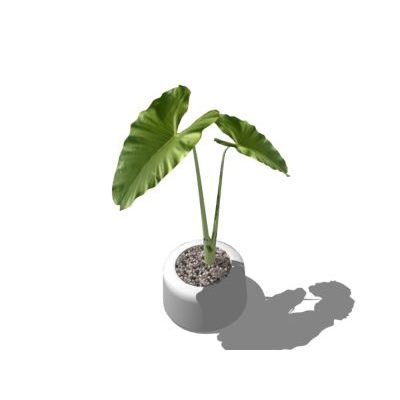 Plantas decorativas de interior texturizadas