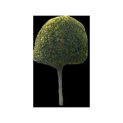 Arbusto de jardin