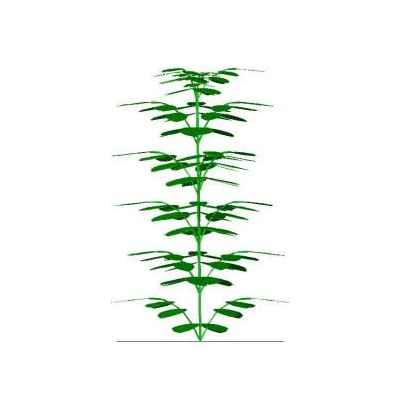 Schefflera tamano medio 3d