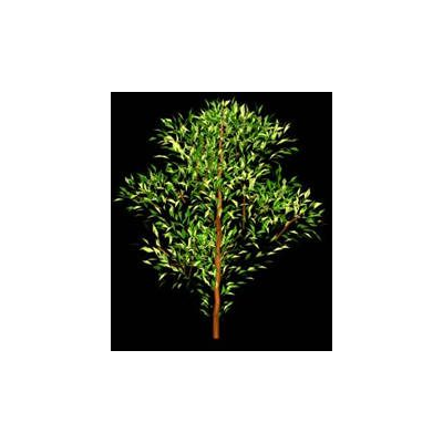 3d tree 007