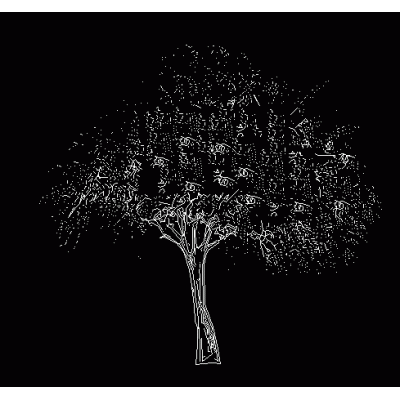 arbol tamarix