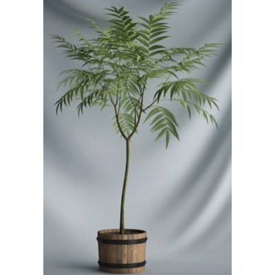 Plantas interiores