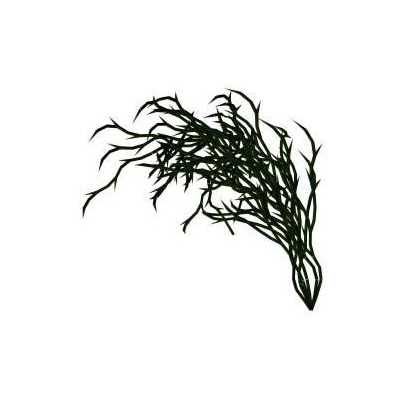 Planta de jardin 3d