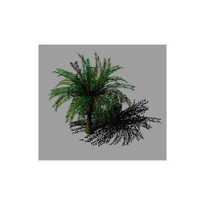 Palmera