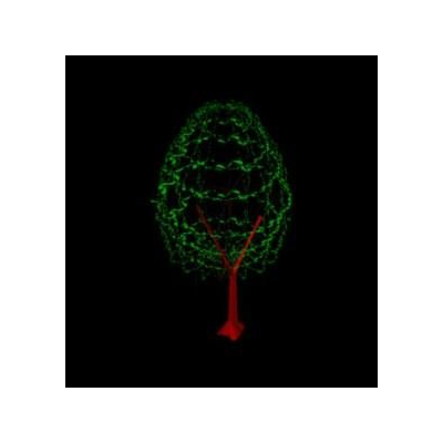 Arbol