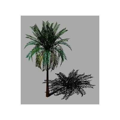 Palmera