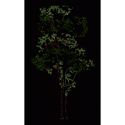 Arbol