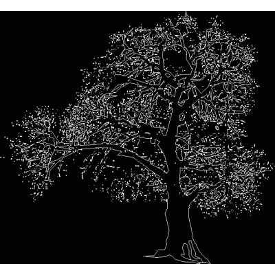 Arboles viejos 2d