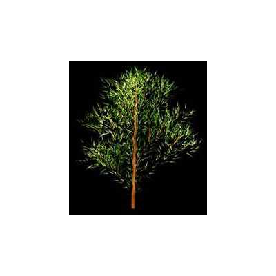3d tree 008