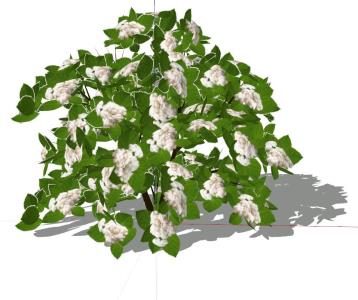 3D weiße Blumen