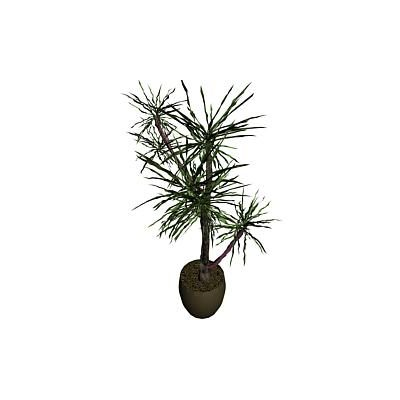 Planta