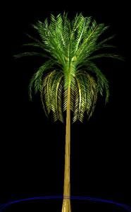 palmeira 3d