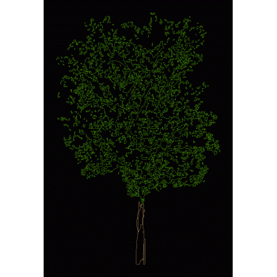 Perfil Detallado de arbol en Alzado