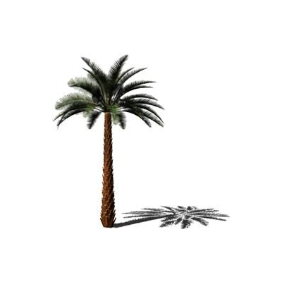 Palmera
