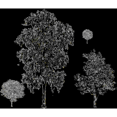 Arboles en alzado