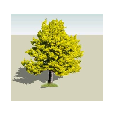 acacia meiantha