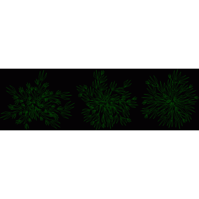 Plantas