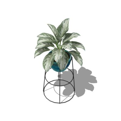 Plantas decorativas de interior texturizadas
