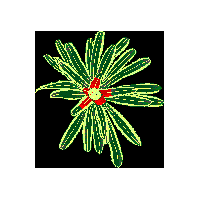 Bromelia