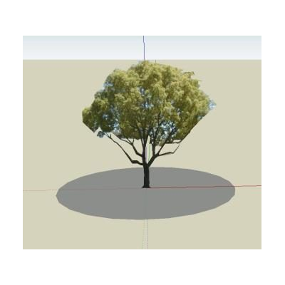 Arbol de acacia