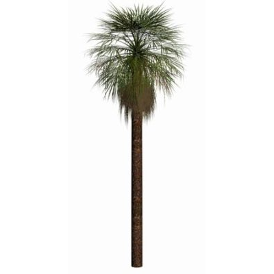 Palmera 3d
