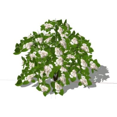 Planta - arbusto