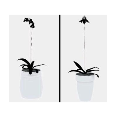 Plantas ornamentales