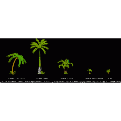 Palmeras del caribe mexicano
