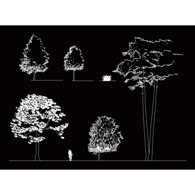arbol