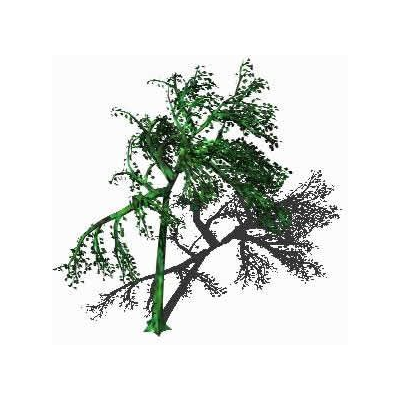 Arbol