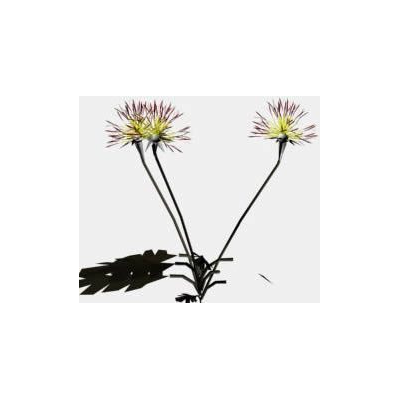 Flores 3d