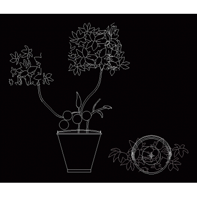 La planta del arbol de limon arbol