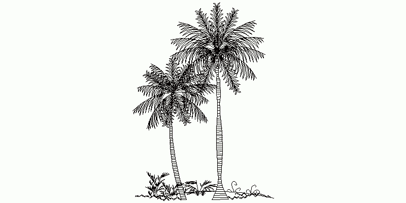 Group Of Palm Trees In Elevation