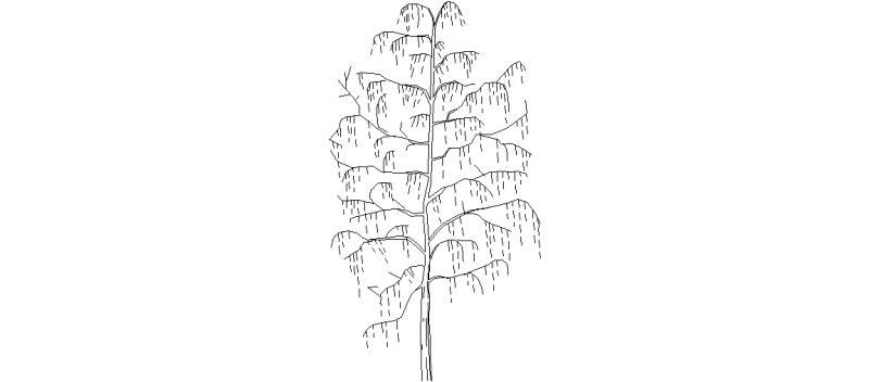 Tree Seen in Elevation, Mod. 3