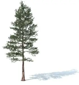 skp pine tree